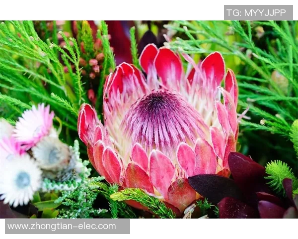 藏族美女与足球明星的浪漫爱情故事在草原上绽放出绚丽的花朵